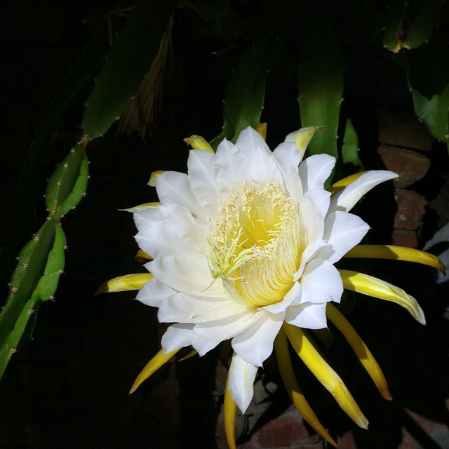 夜晚 花 昙花 - 上的免费照片