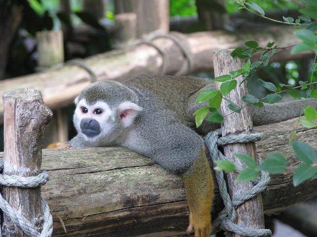 放松 睡觉 懒惰的 - 上的免费照片