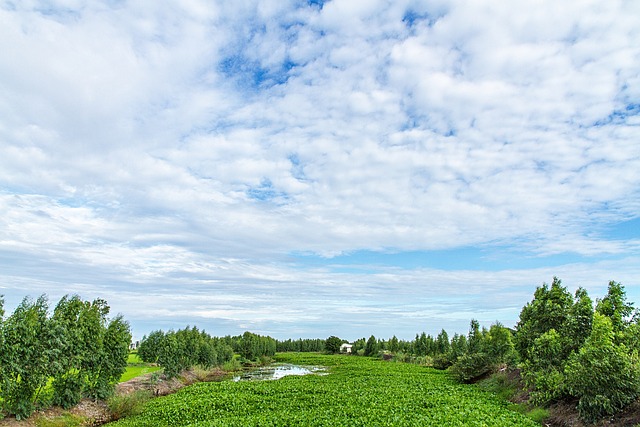 水葫芦 膨化蔬菜 场地 - 上的免费照片