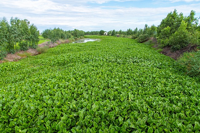 水葫芦 膨化蔬菜 场地 - 上的免费照片