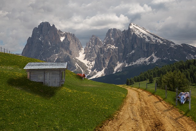 阿尔姆 阿尔卑斯山 奶牛 - 上的免费照片