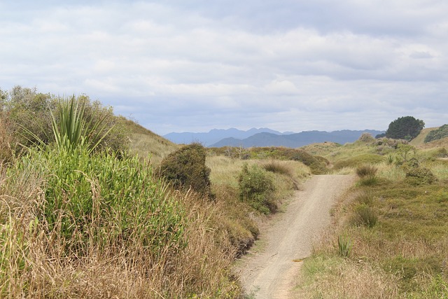 新西兰 奥波蒂基 北岛 - 上的免费照片