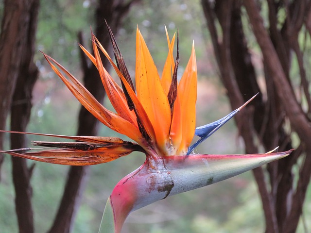 鹦鹉花 鹦鹉植物 鹤望兰兰花 - 上的免费照片