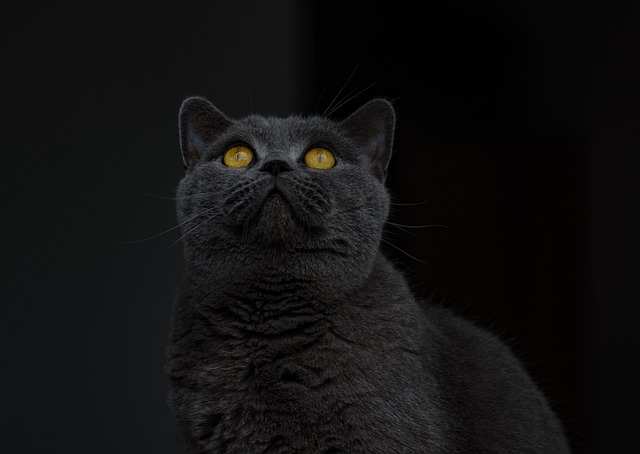 英国短毛猫 宿醉 猫 - 上的免费照片