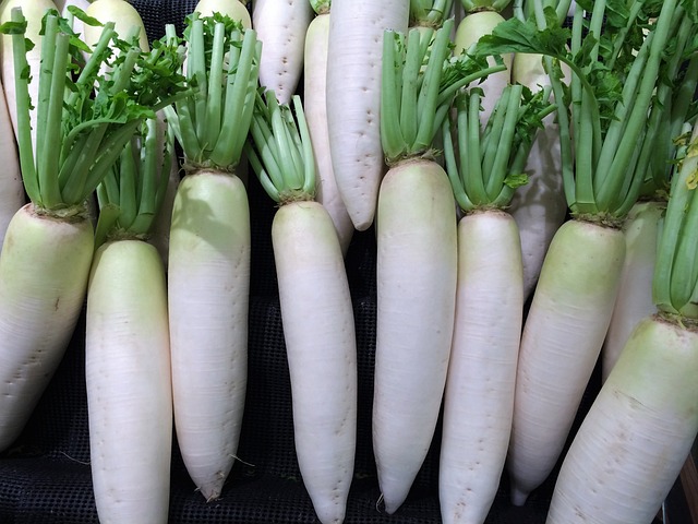 日本白萝卜 蔬菜 声优 - 上的免费照片