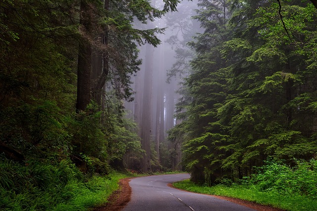 树木 多雾路段 街道 - 上的免费照片