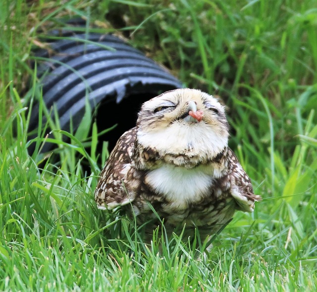 穴居猫头鹰 小猫头鹰 猫头鹰 - 上的免费照片