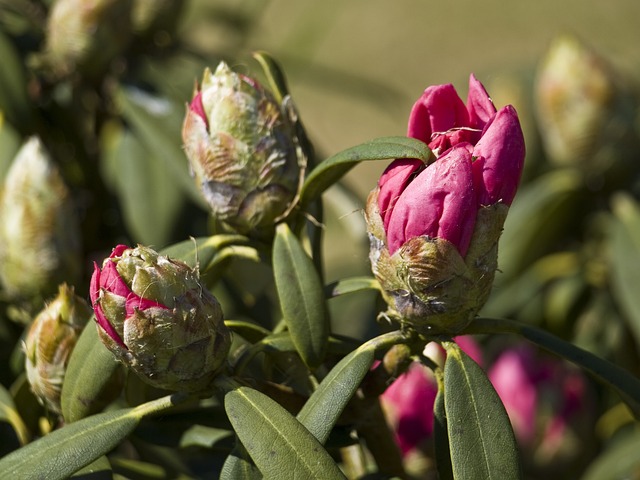 杜鹃 开花 绿色 - 上的免费照片
