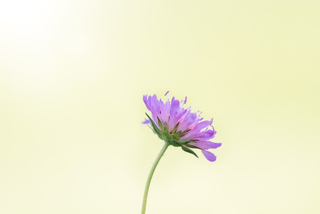 花 紫色的 尖花 - 上的免费照片