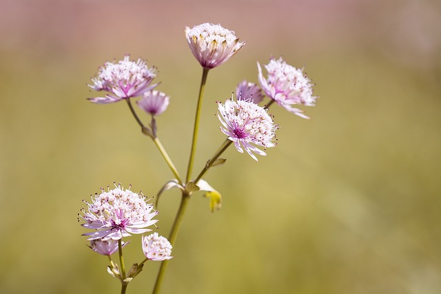 花 尖花 草甸植物 - 上的免费照片