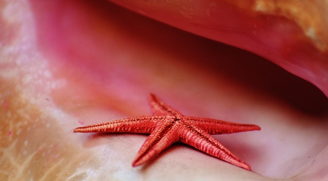 壳 海星 海上 - 上的免费照片