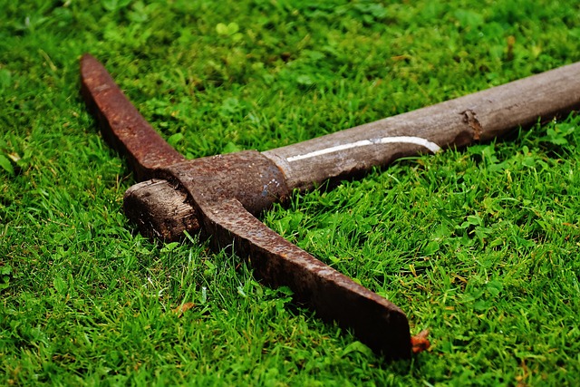 青春痘 园艺设备 园艺 - 上的免费照片