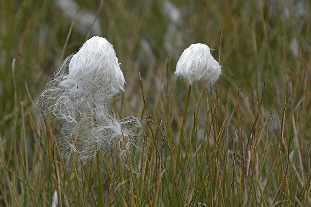 棉花草 植物 白色的 - 上的免费照片