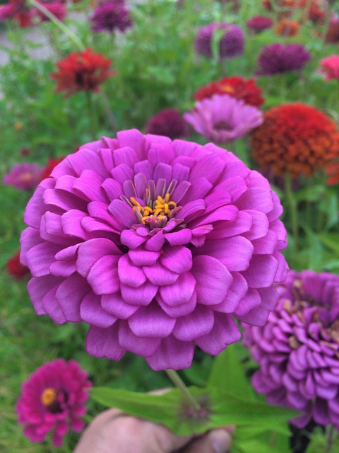 鲜花 大丽花 粉色 - 上的免费照片
