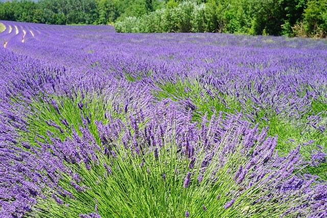 薰衣草 花朵 薰衣草田 - 上的免费照片