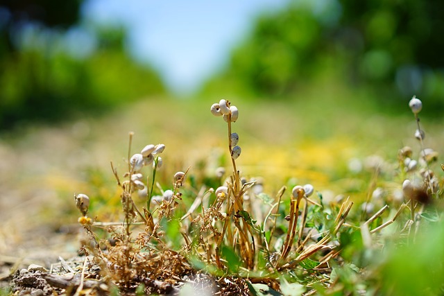 蜗牛 蜗牛壳 石南蜗牛 - 上的免费照片