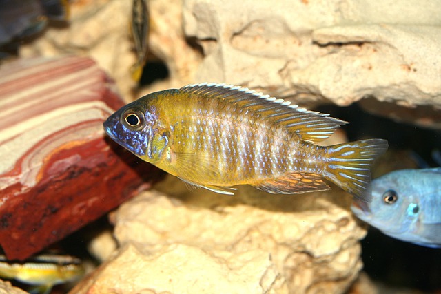 奥洛诺卡巴恩斯基 Cichlid 马拉维 - 上的免费照片