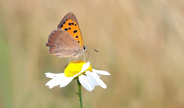 蝴蝶 小火蝴蝶 洋甘菊 Lycaena - 上的免费照片