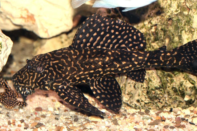 Glyptoperichthys Joselimaianus - 上的免费照片