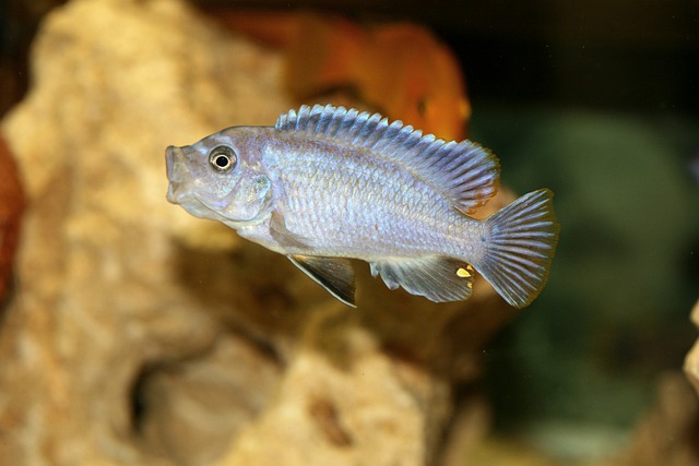 伪足 Cichlid 马拉维 - 上的免费照片