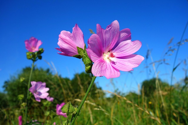 起重机法案 草甸 Cranesbill 花 - 上的免费照片