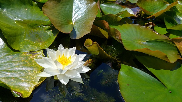 莉莉 水中百合 花卉 - 上的免费照片