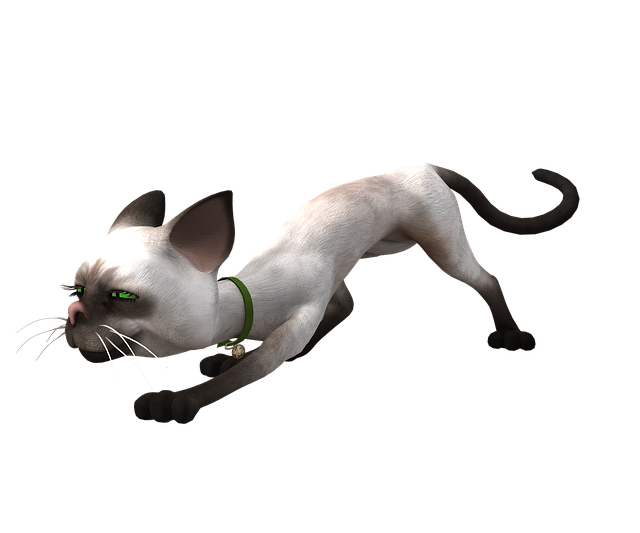 香椿 猫 香椿猫 - 上的免费图片