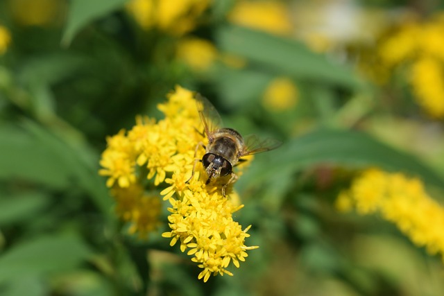 Hoverfly 花飞 昆虫 - 上的免费照片