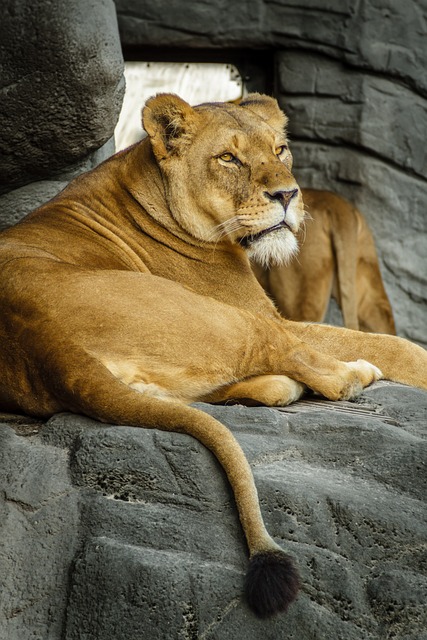 中药利奥 狮子 母狮 - 上的免费照片