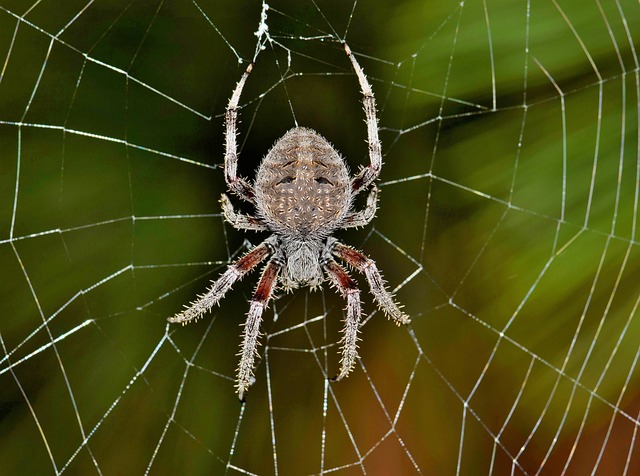 蜘蛛 天体蜘蛛 圆球编织者 - 上的免费照片