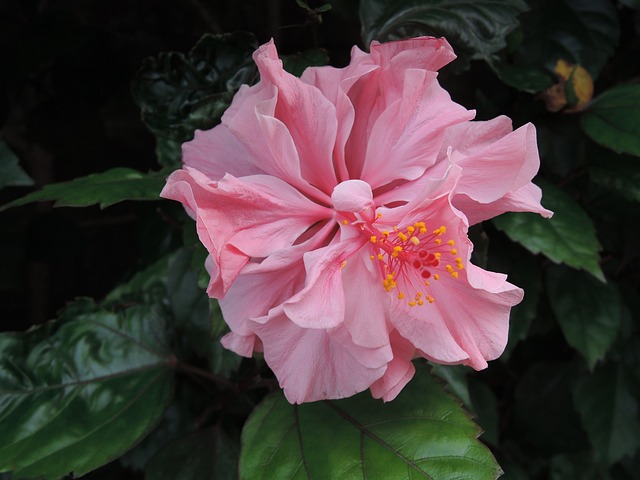 花 木槿花 粉紅色 - 上的免费照片