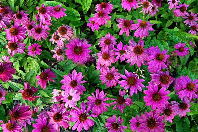 锥花 紫锥花 菊 - 上的免费照片