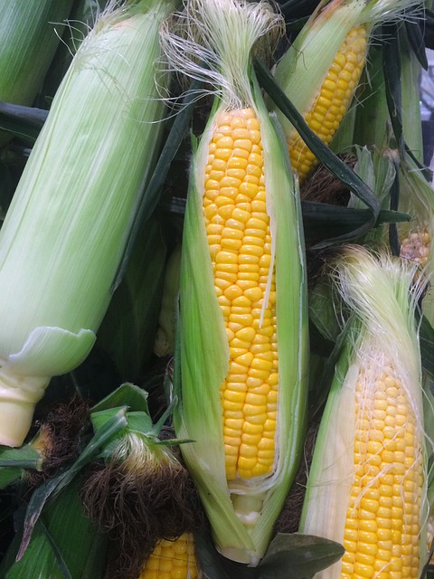 玉米 蔬菜 黄色 - 上的免费照片