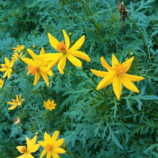 花 星爆 绿色 - 上的免费照片