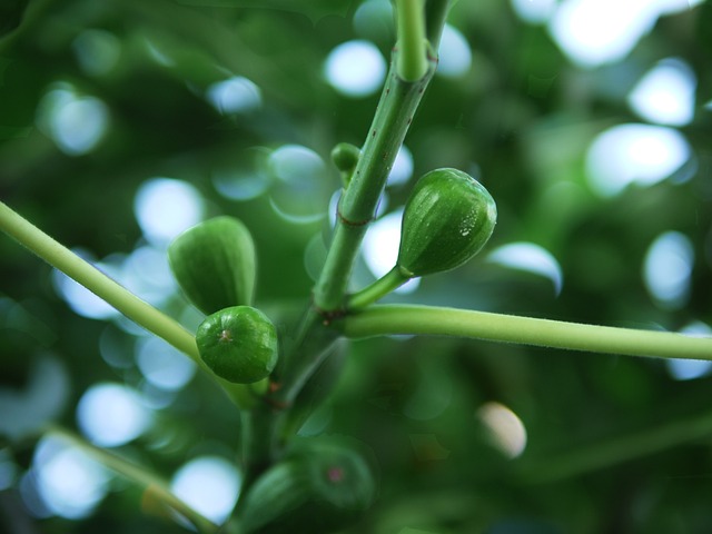无花果树 无花果 不成熟的 - 上的免费照片