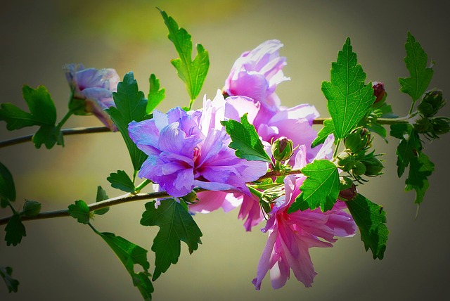 芙蓉 开花 紫色的 - 上的免费照片