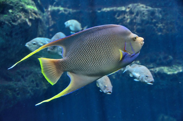 热带鱼 水族馆 咸水 - 上的免费照片