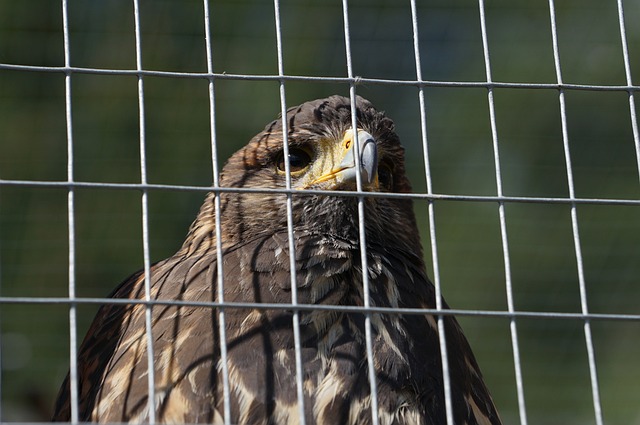 猛禽 收费 施蒂里亚 - 上的免费照片