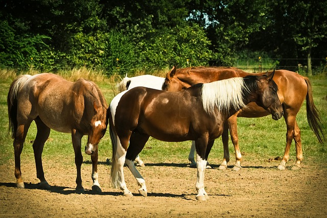马匹 动物 自然 - 上的免费照片