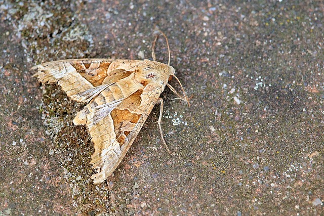 阿查图勒 蝴蝶 Noctuinae 存根 - 上的免费照片