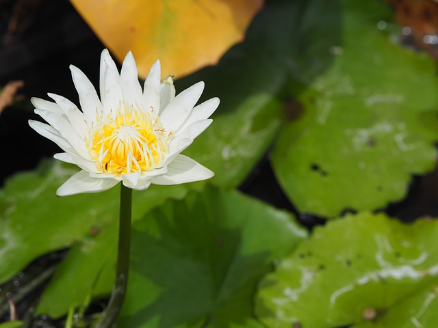 莲花 白色的 白莲花 - 上的免费照片