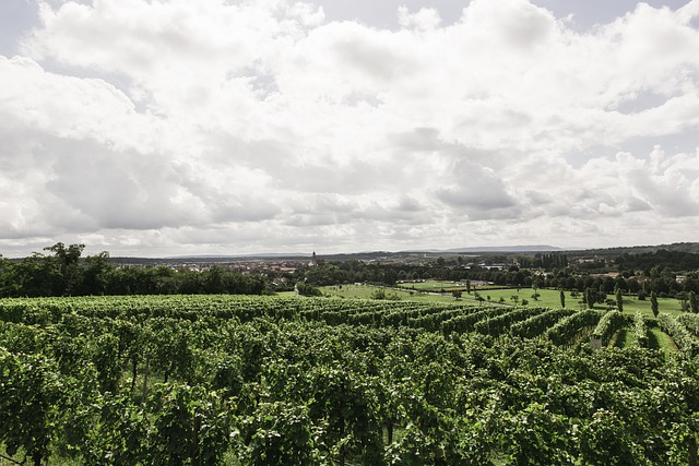 葡萄酒 葡萄园 自然 - 上的免费照片