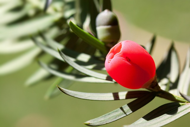 红豆杉 浆果 植物 - 上的免费照片