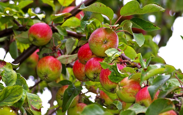 苹果 苹果树 收成 - 上的免费照片