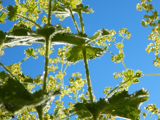 开花 Frauenmantel 植物 - 上的免费照片