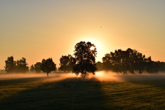 场地 树木 日出 - 上的免费照片