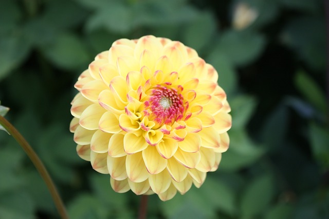 州立花园表演 花 关闭 - 上的免费照片