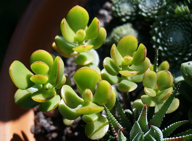 玉器植物 多汁的 集装箱厂 - 上的免费照片