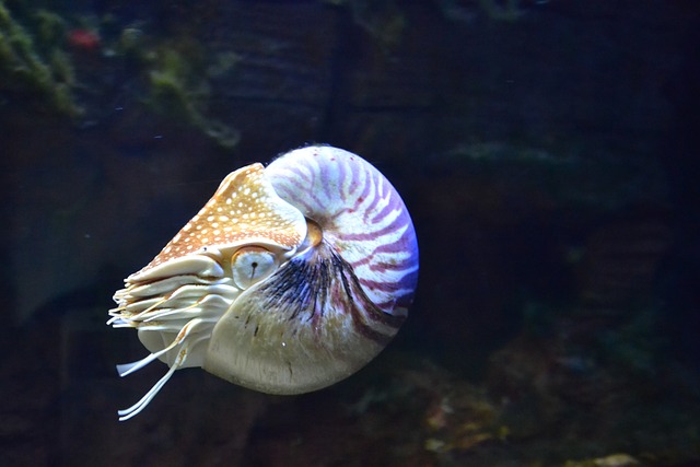 鹦鹉螺 水族馆 鱼 - 上的免费照片