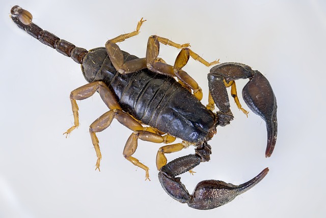天蝎座 黑蝎子 Euscorpius Flavicaudis - 上的免费照片